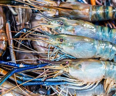 Freshwater Prawns: A Quick Summary on Quiet Achiever